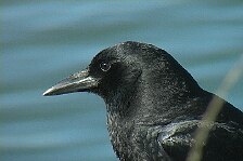 crow 4.jpg